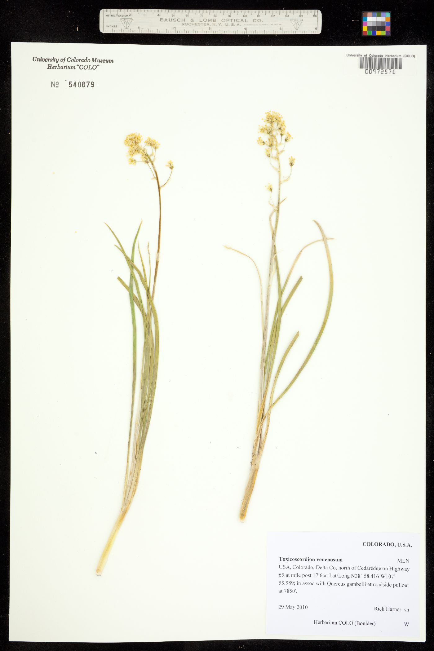 Toxicoscordion venenosum image