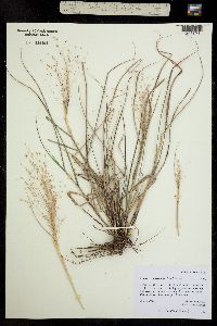 Image of Eragrostis spectabilis