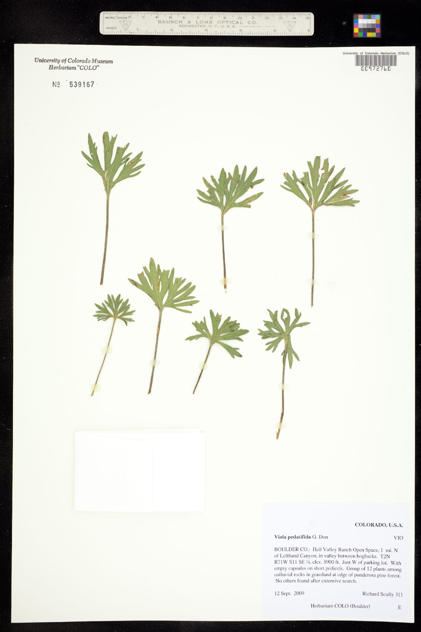 Viola pedatifida image