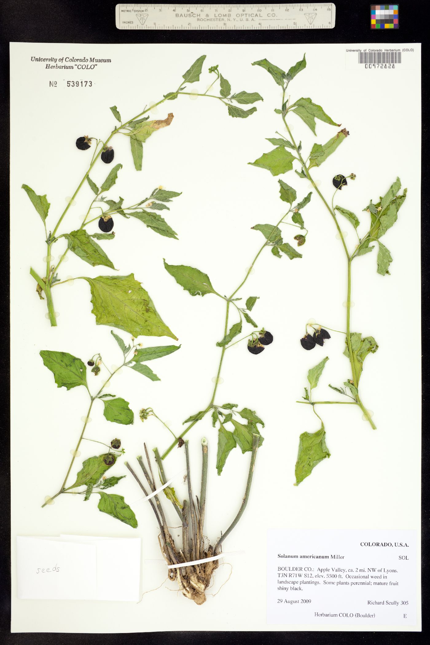 Solanum americanum image
