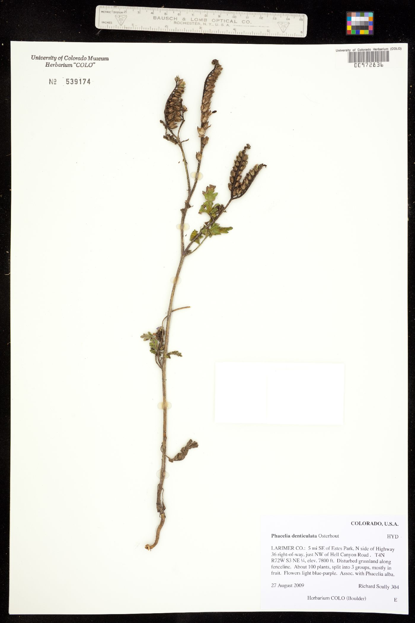 Phacelia denticulata image