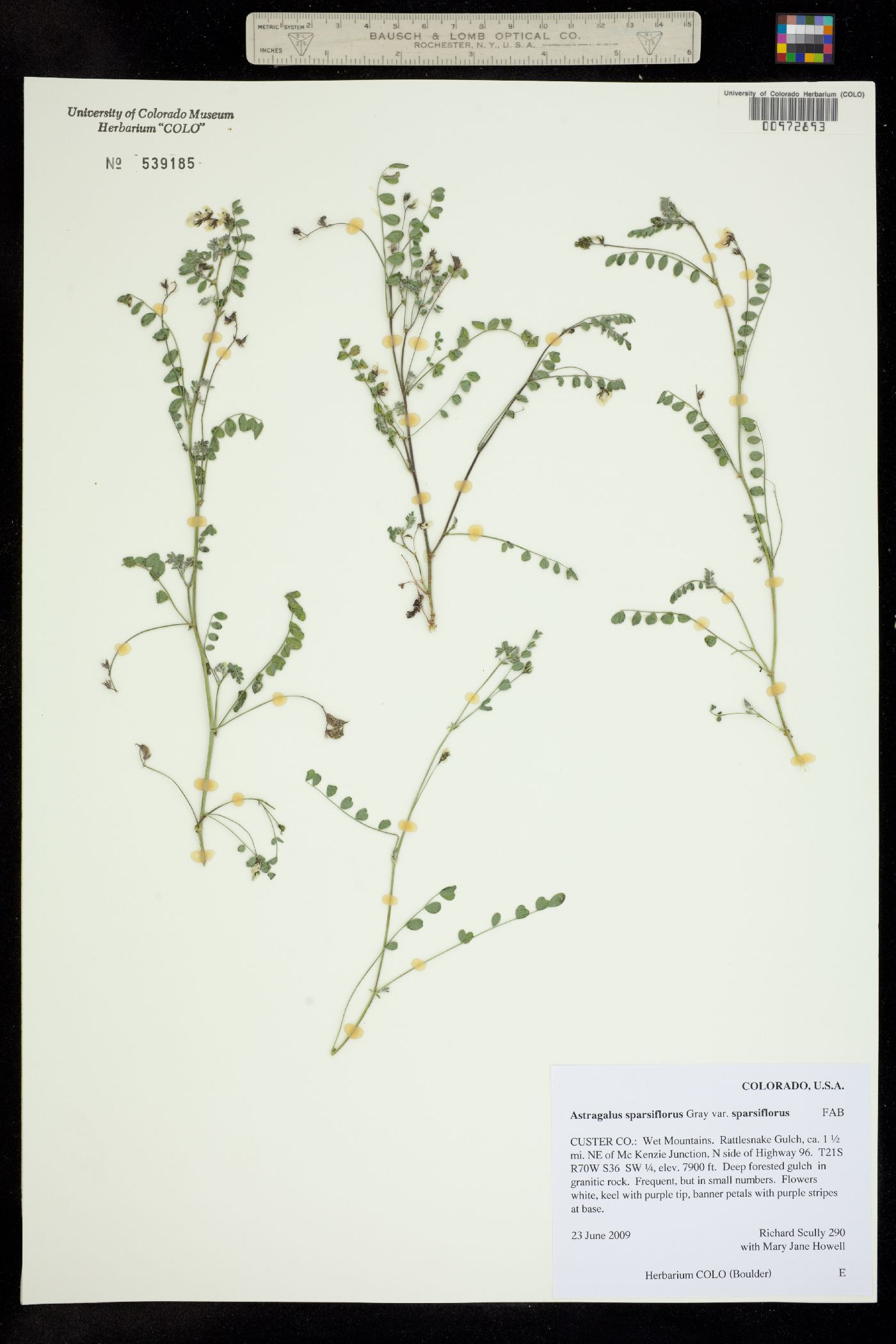 Astragalus sparsiflorus image