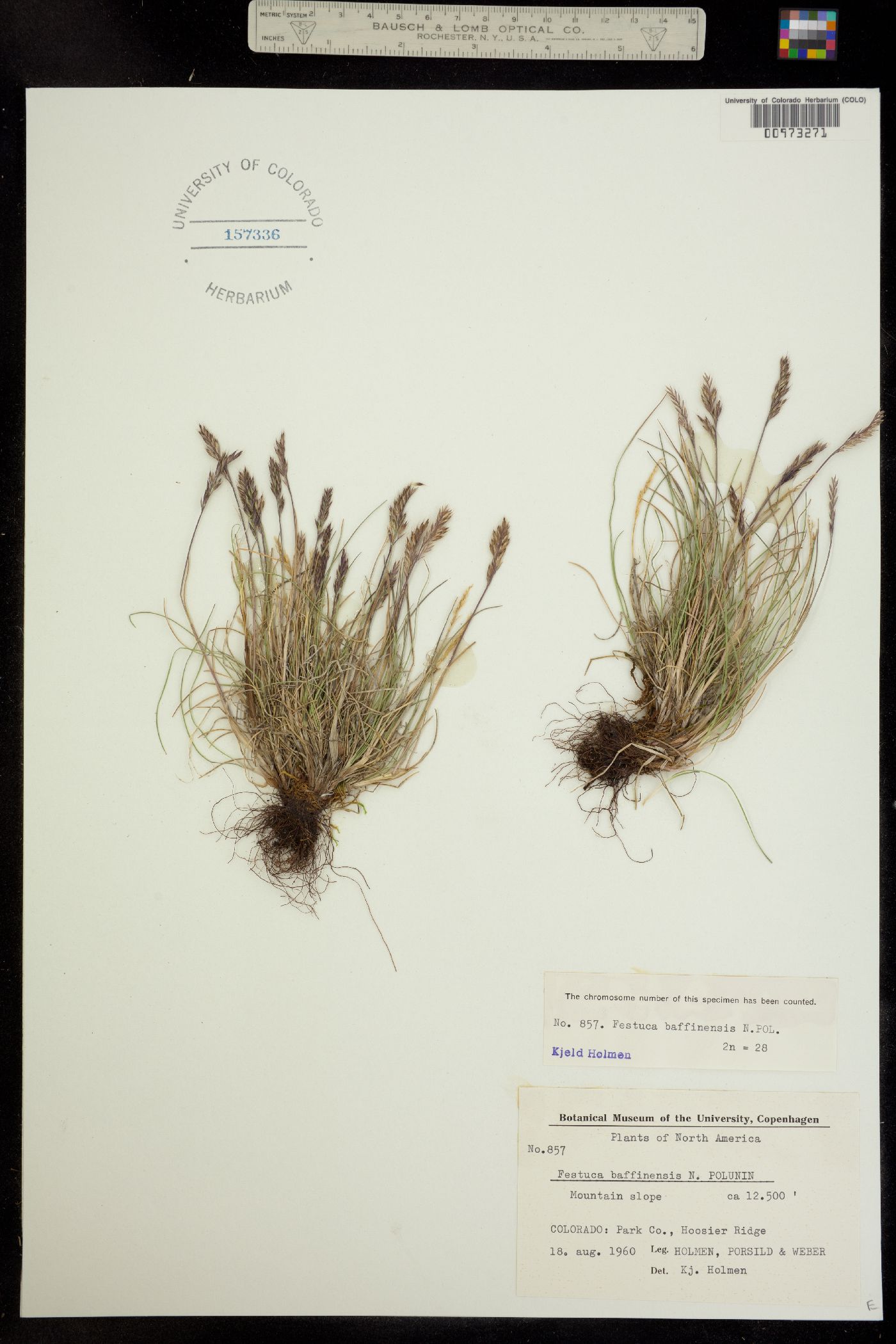 Festuca baffinensis image