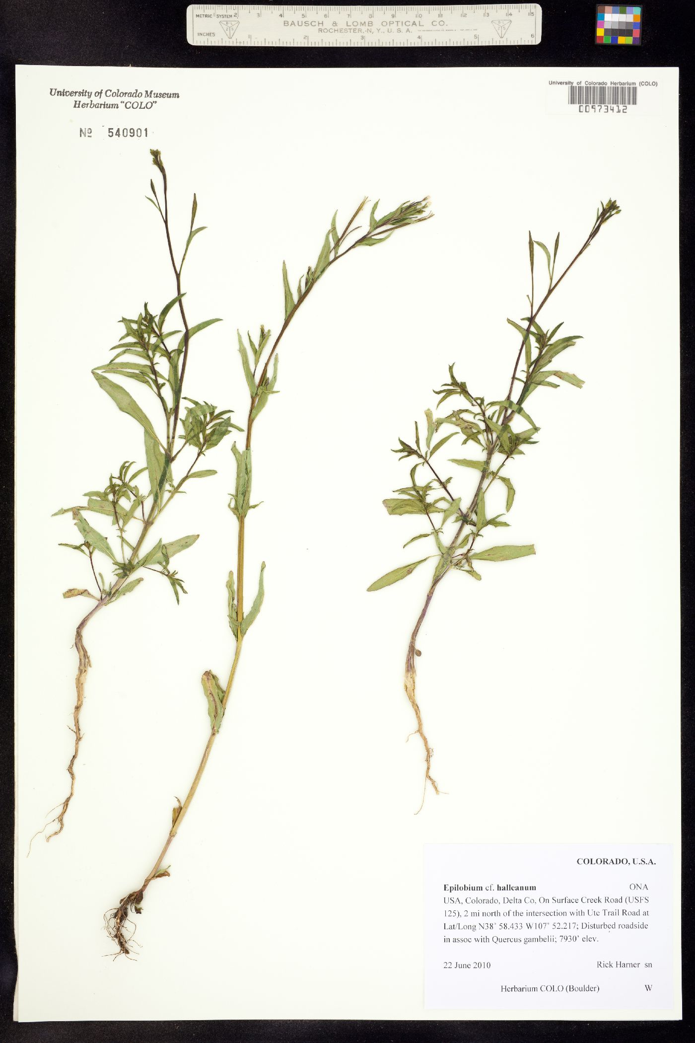 Epilobium image