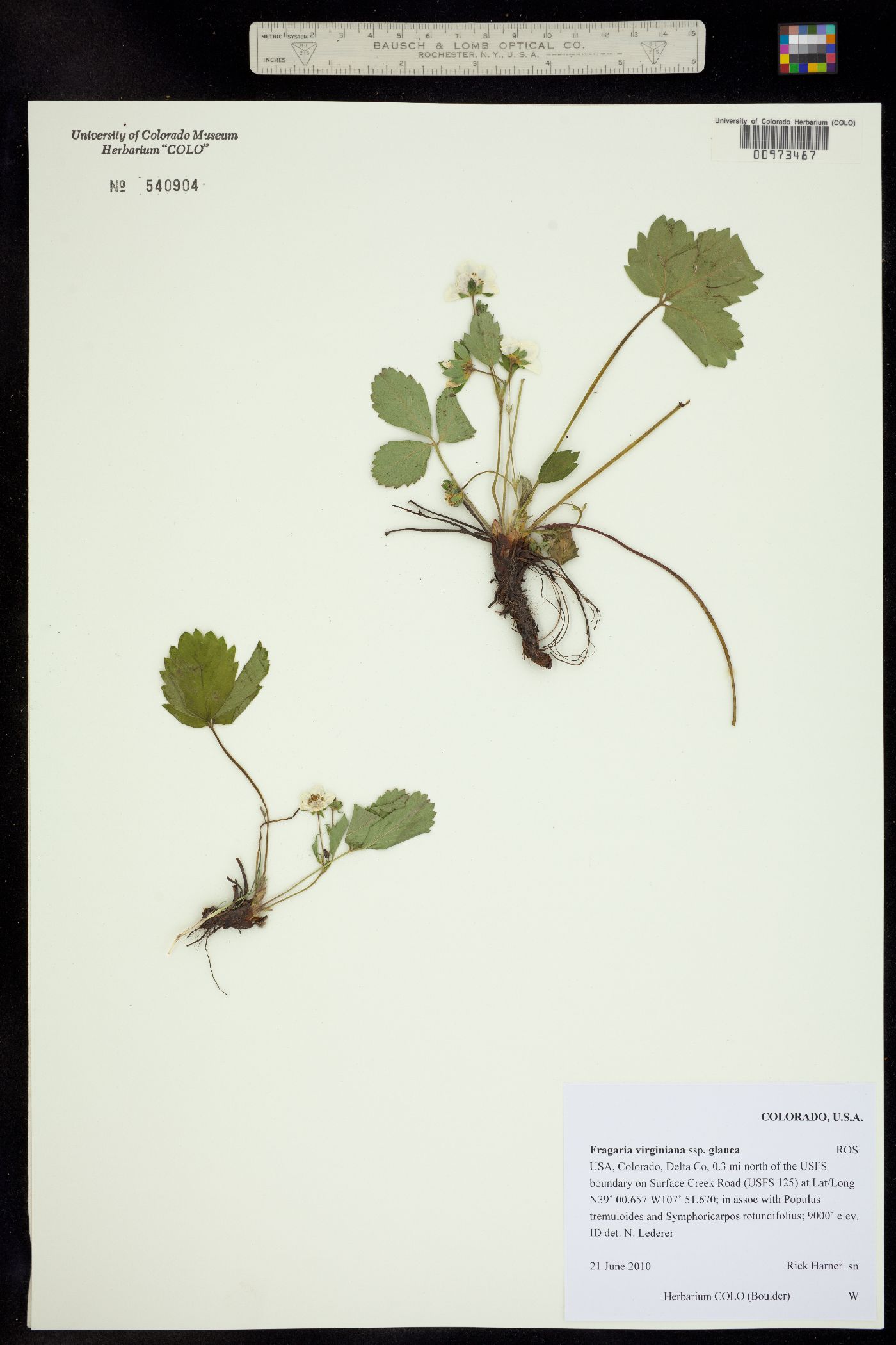 Fragaria virginiana ssp. glauca image