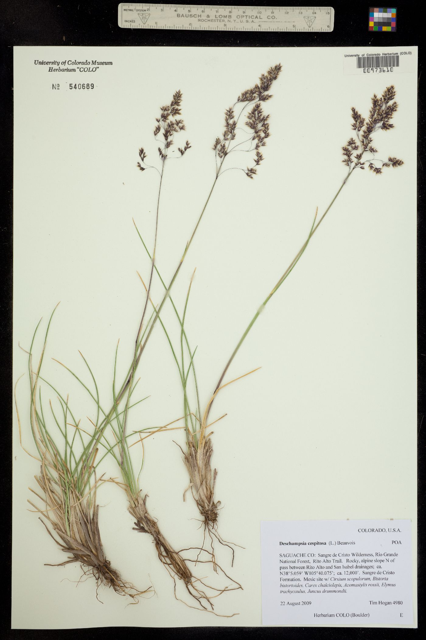 Deschampsia cespitosa image