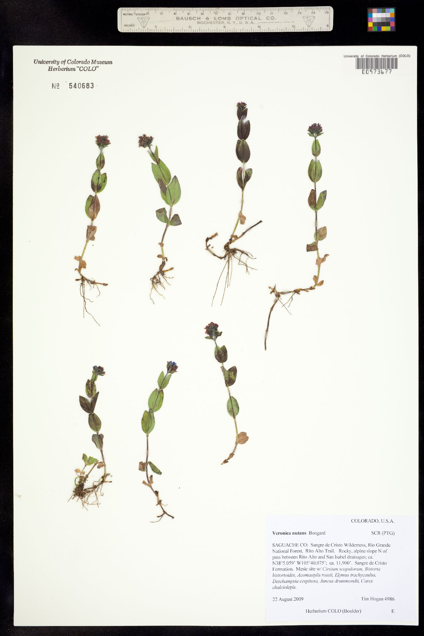 Plantaginaceae image