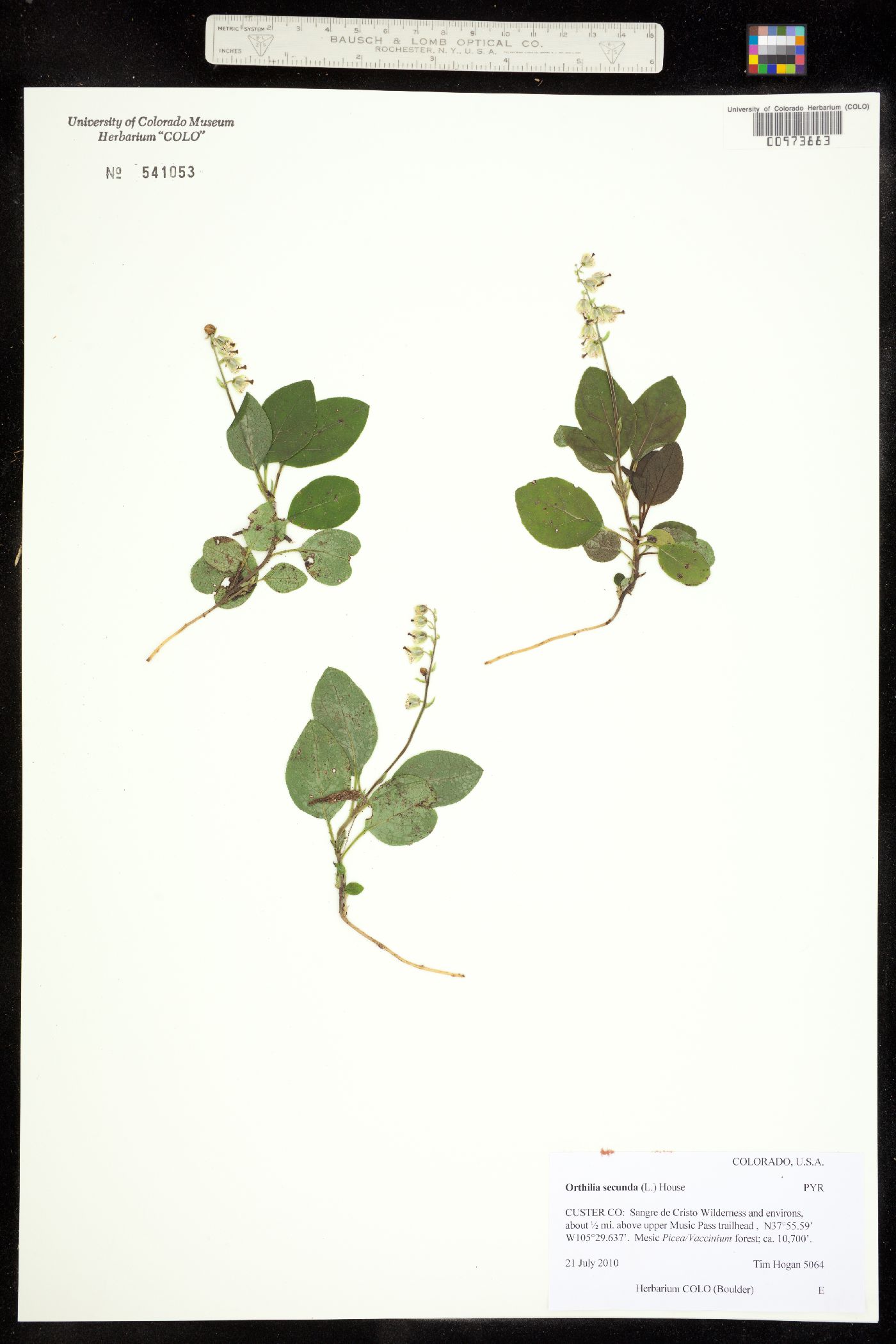Orthilia secunda image
