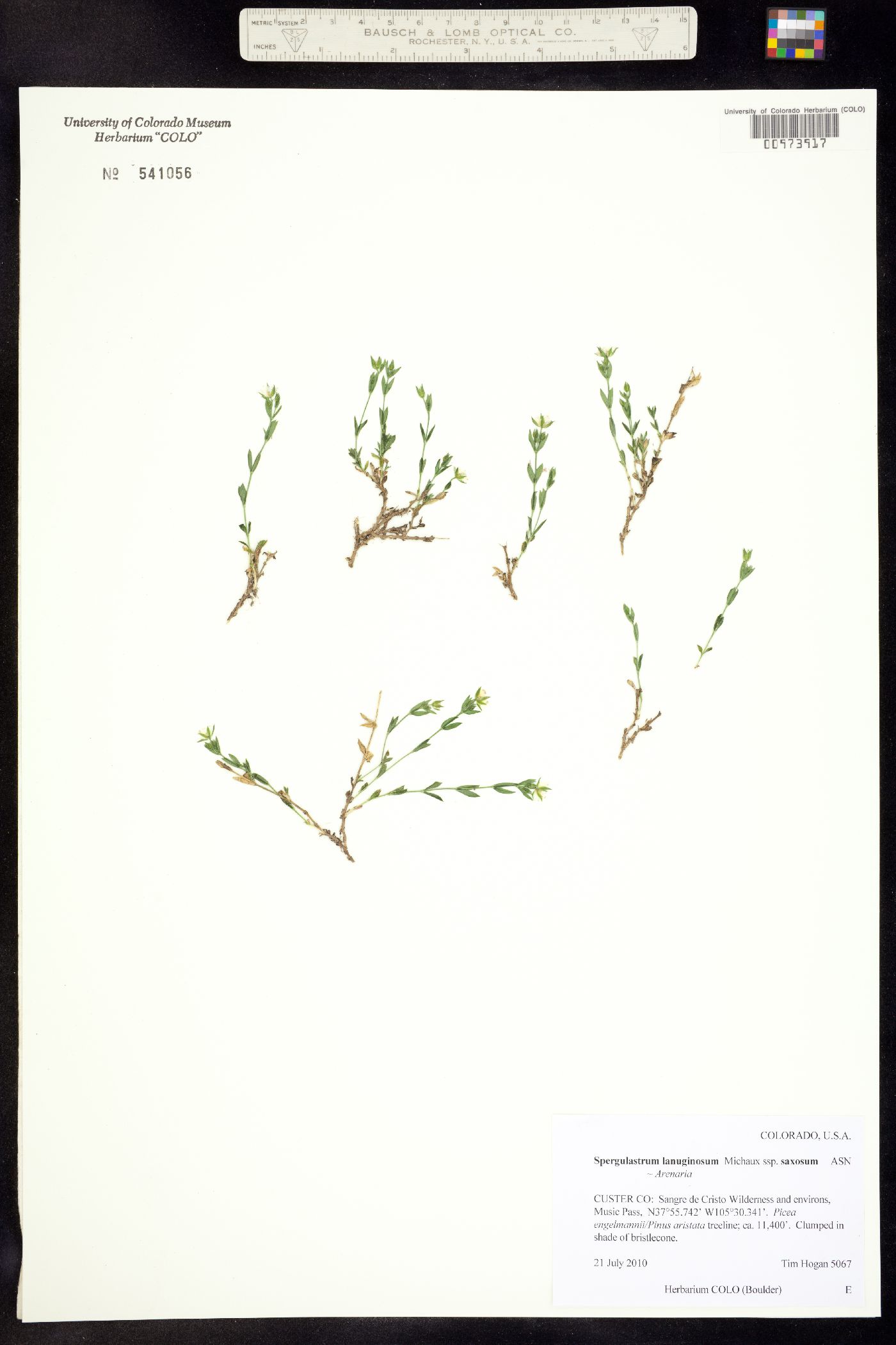 Arenaria lanuginosa var. saxosa image