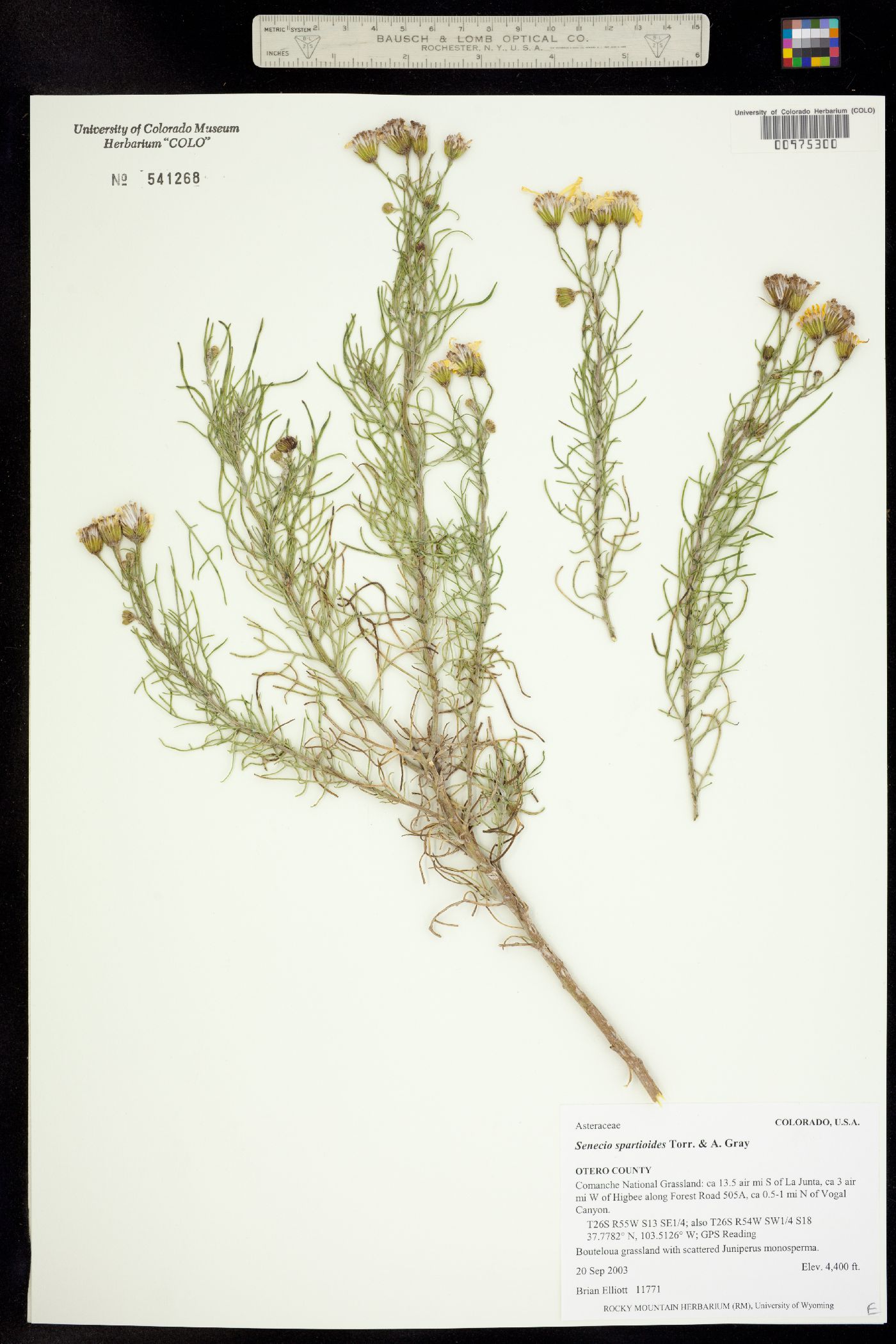 Senecio spartioides image