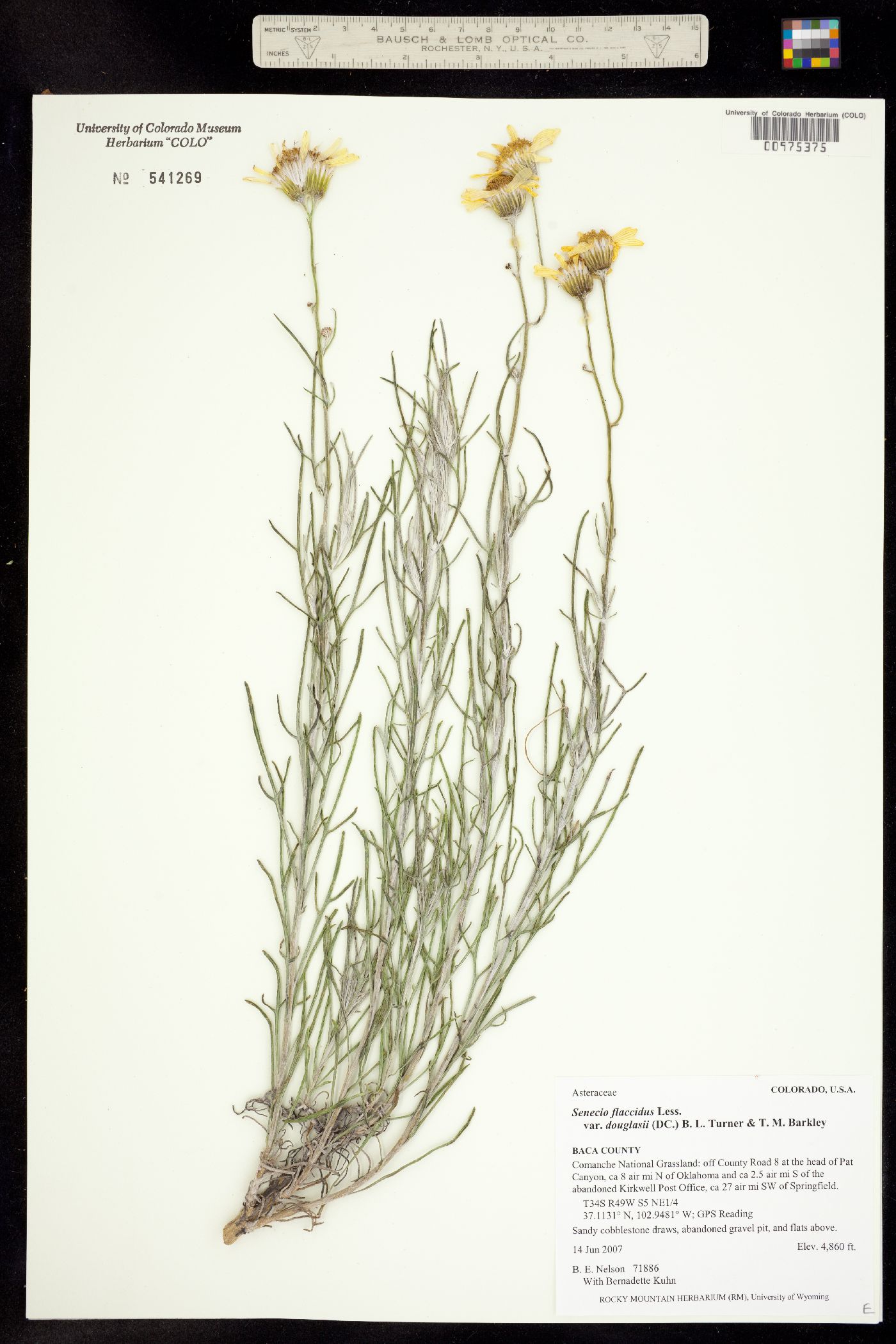 Senecio flaccidus var. douglasii image