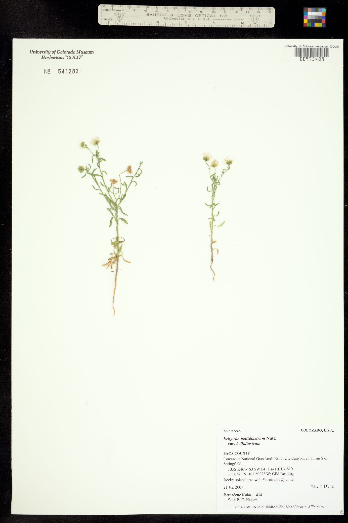 Erigeron bellidiastrum image