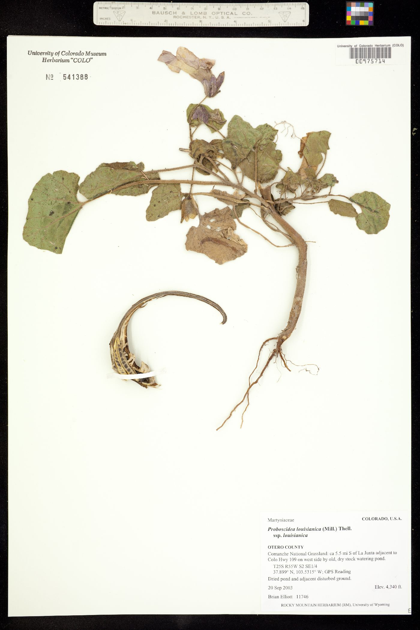 Martyniaceae image