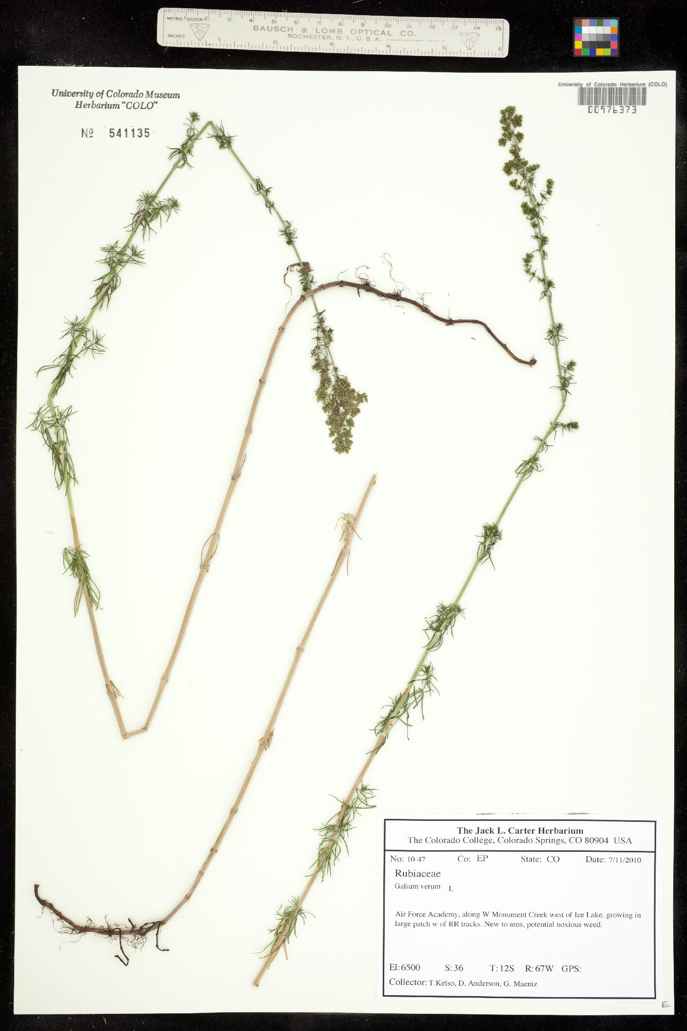 Galium verum image