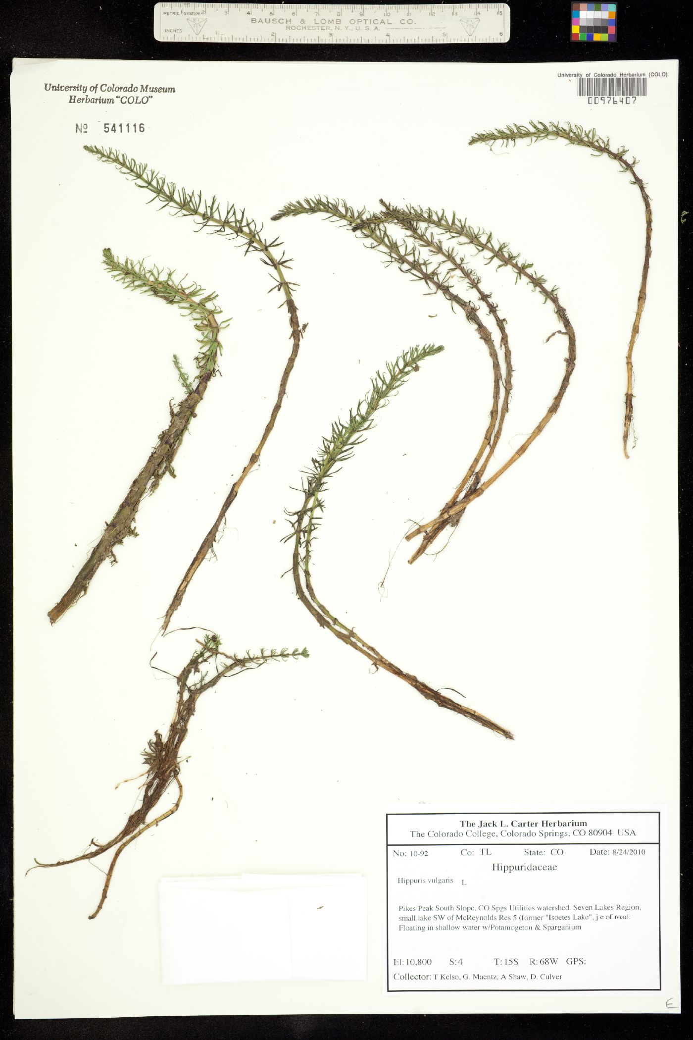 Hippuris vulgaris image