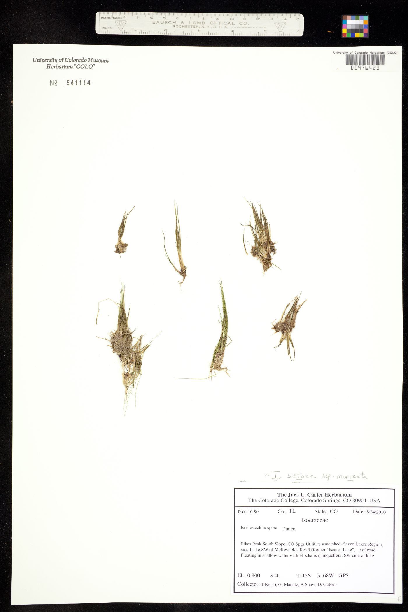 Isoëtes setacea subsp. muricata image