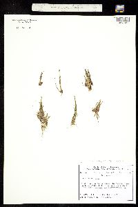 Image of Isoetes echinospora