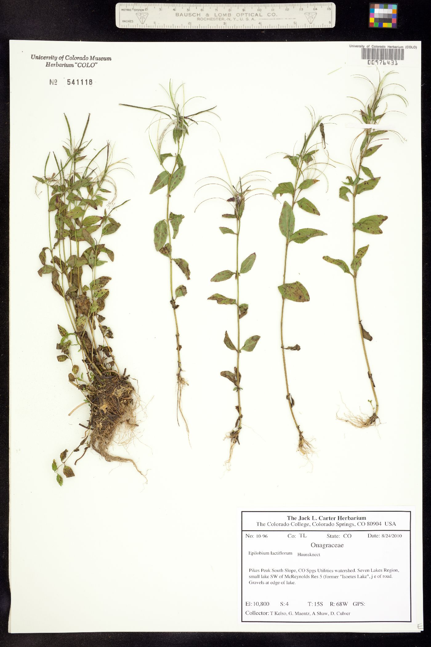 Epilobium lactiflorum image