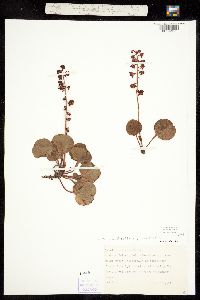 Pyrola rotundifolia subsp. asarifolia image