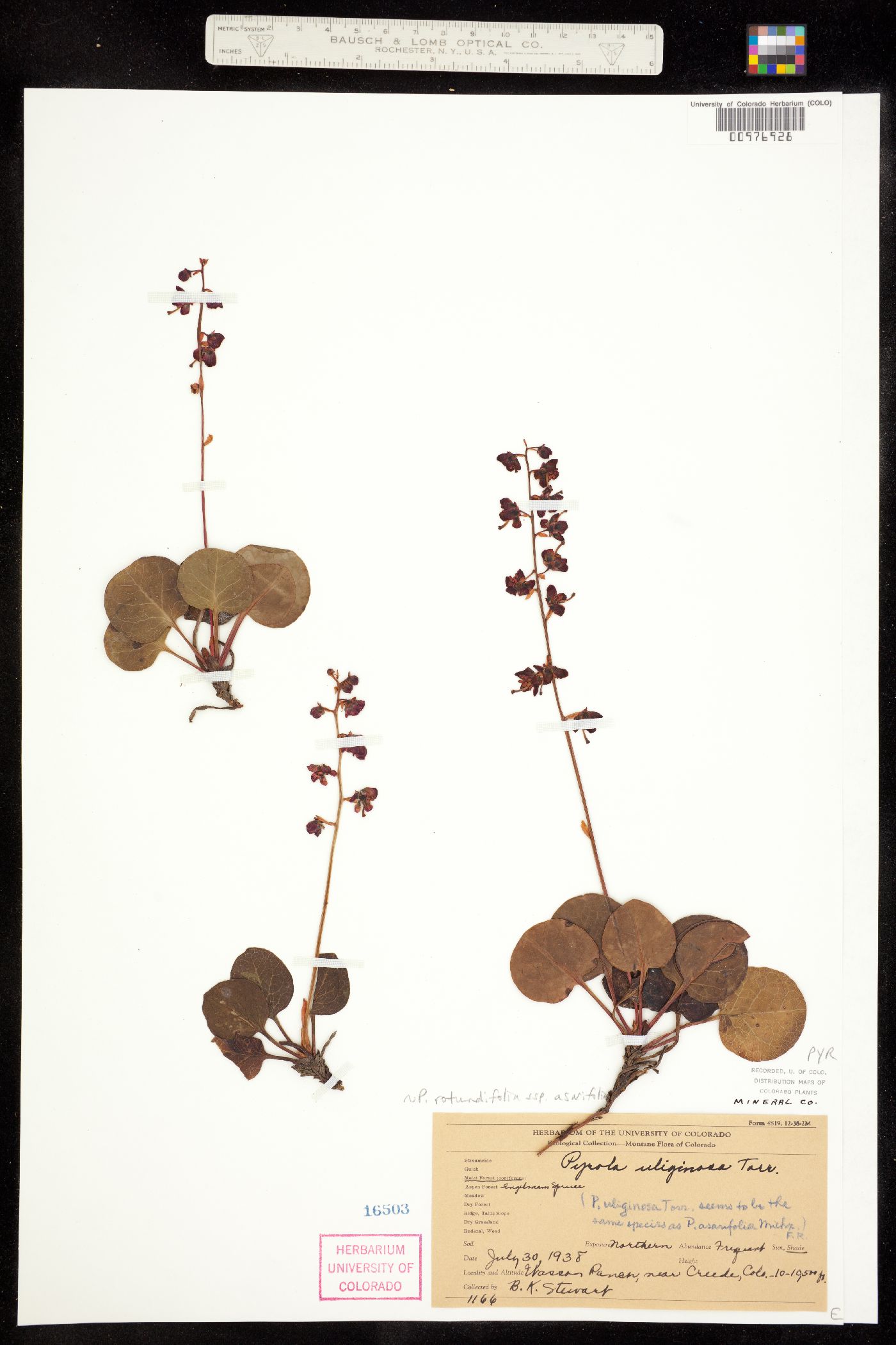 Pyrola asarifolia ssp. asarifolia image