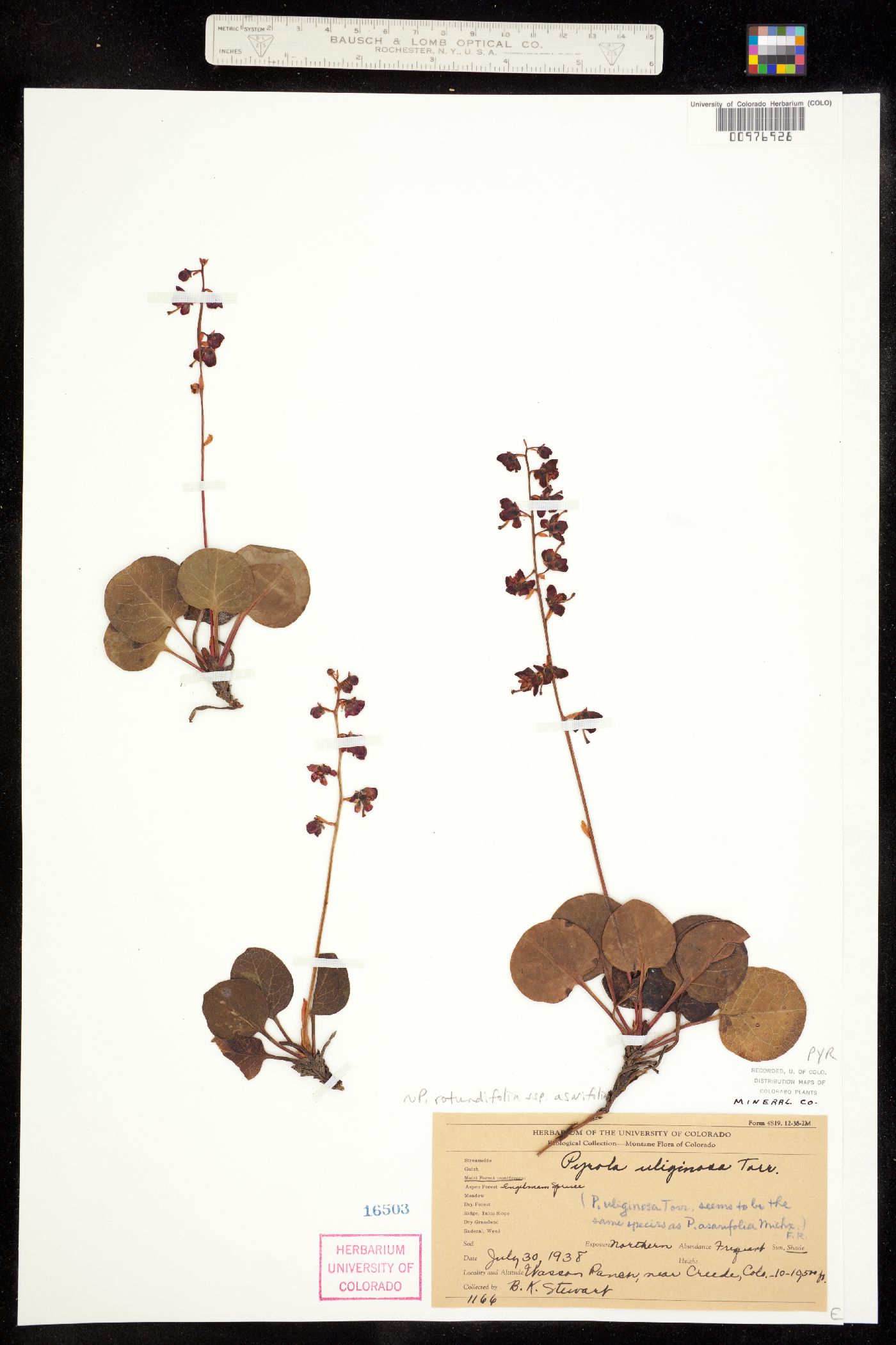 Pyrola asarifolia image