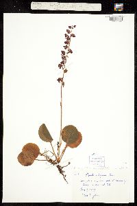 Pyrola asarifolia ssp. asarifolia image