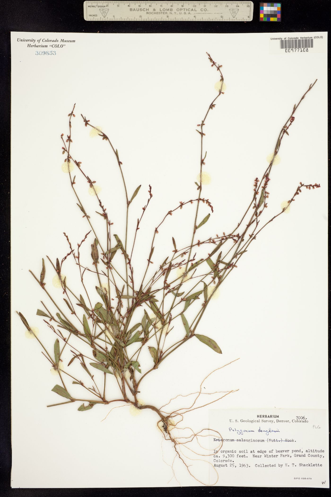 Polygonum douglasii image