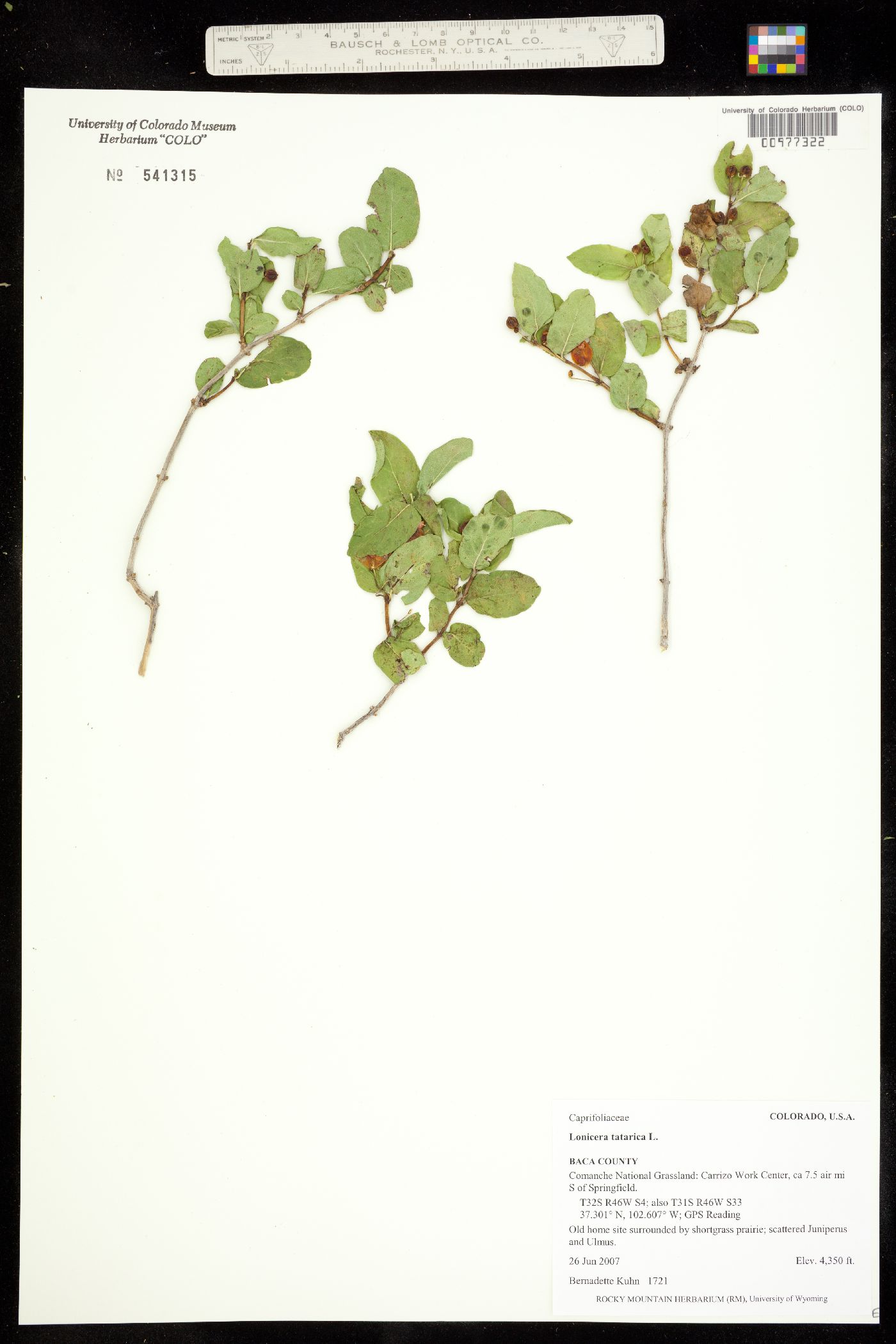 Lonicera tatarica image