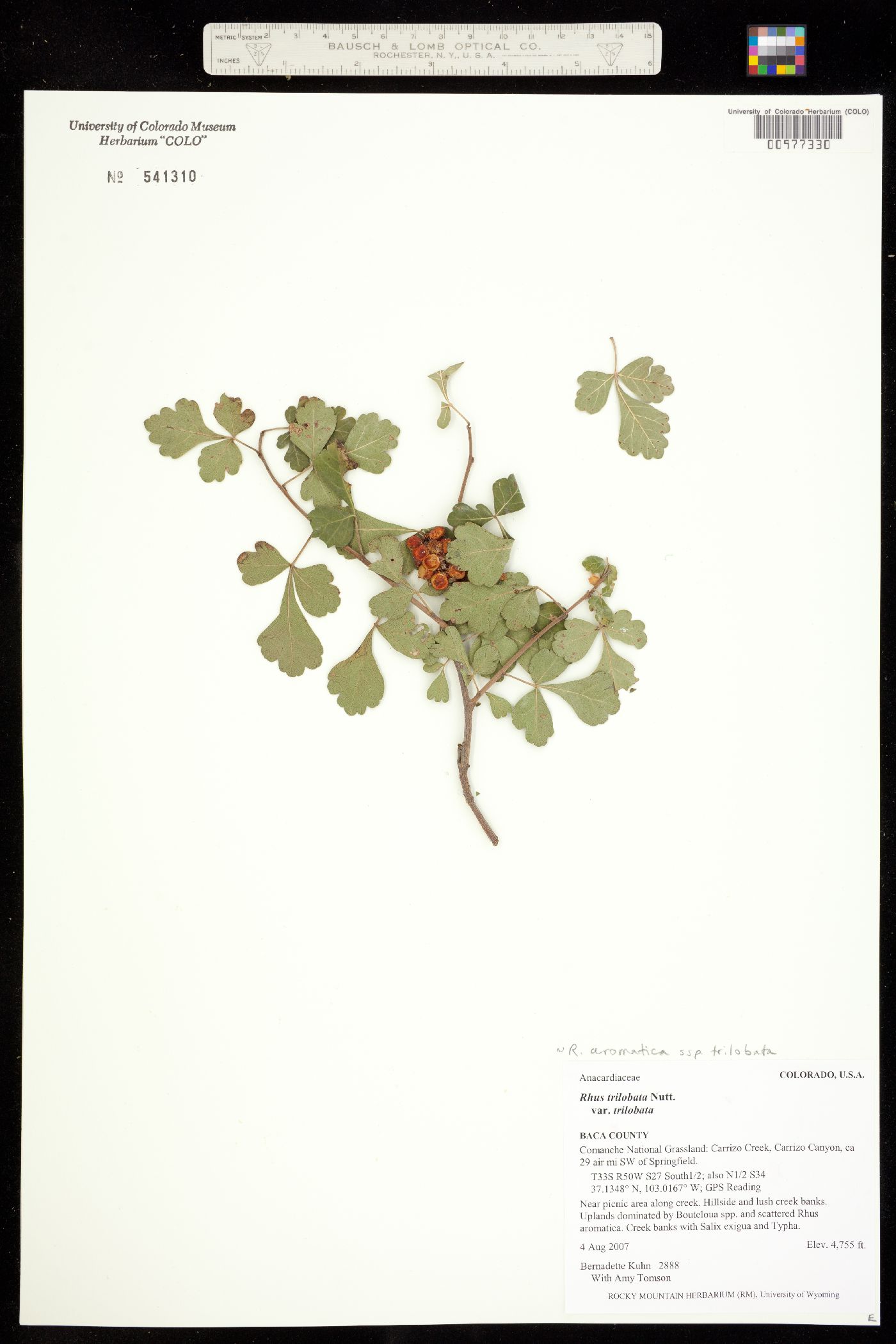 Rhus aromatica var. aromatica image