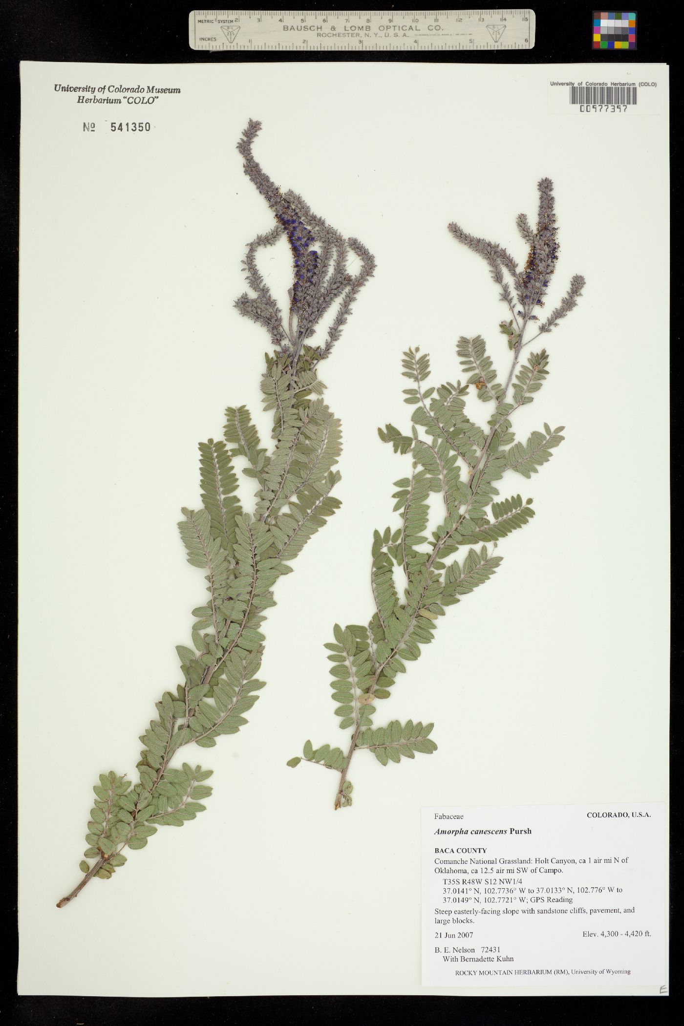 Amorpha canescens image