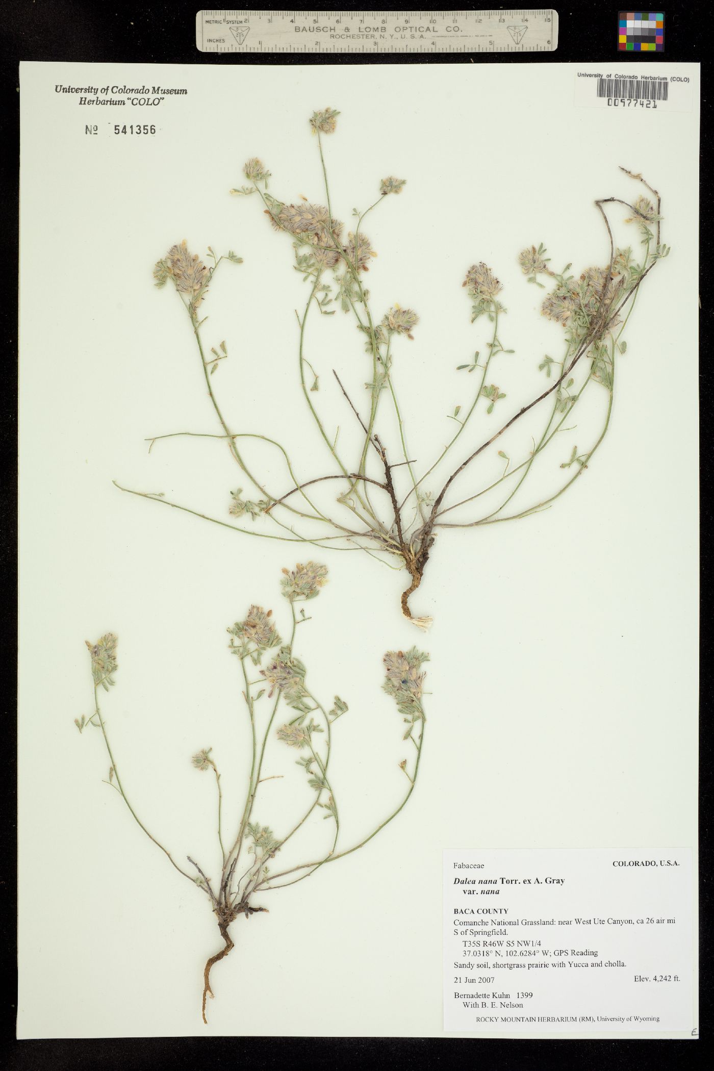 Dalea nana var. nana image