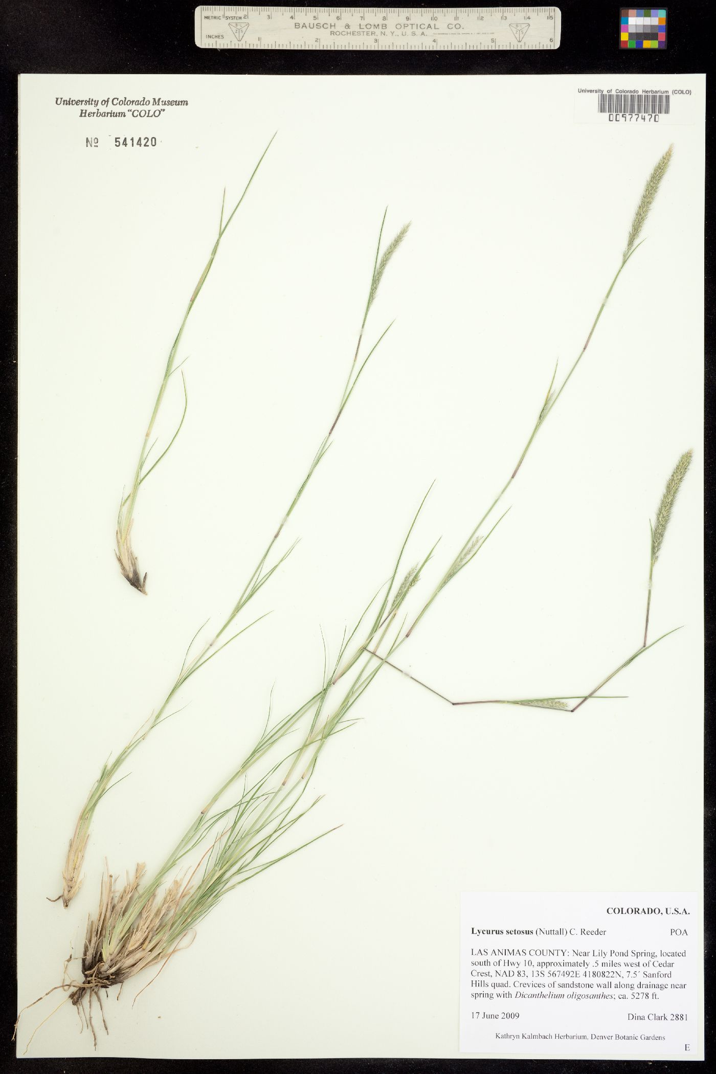 Muhlenbergia image