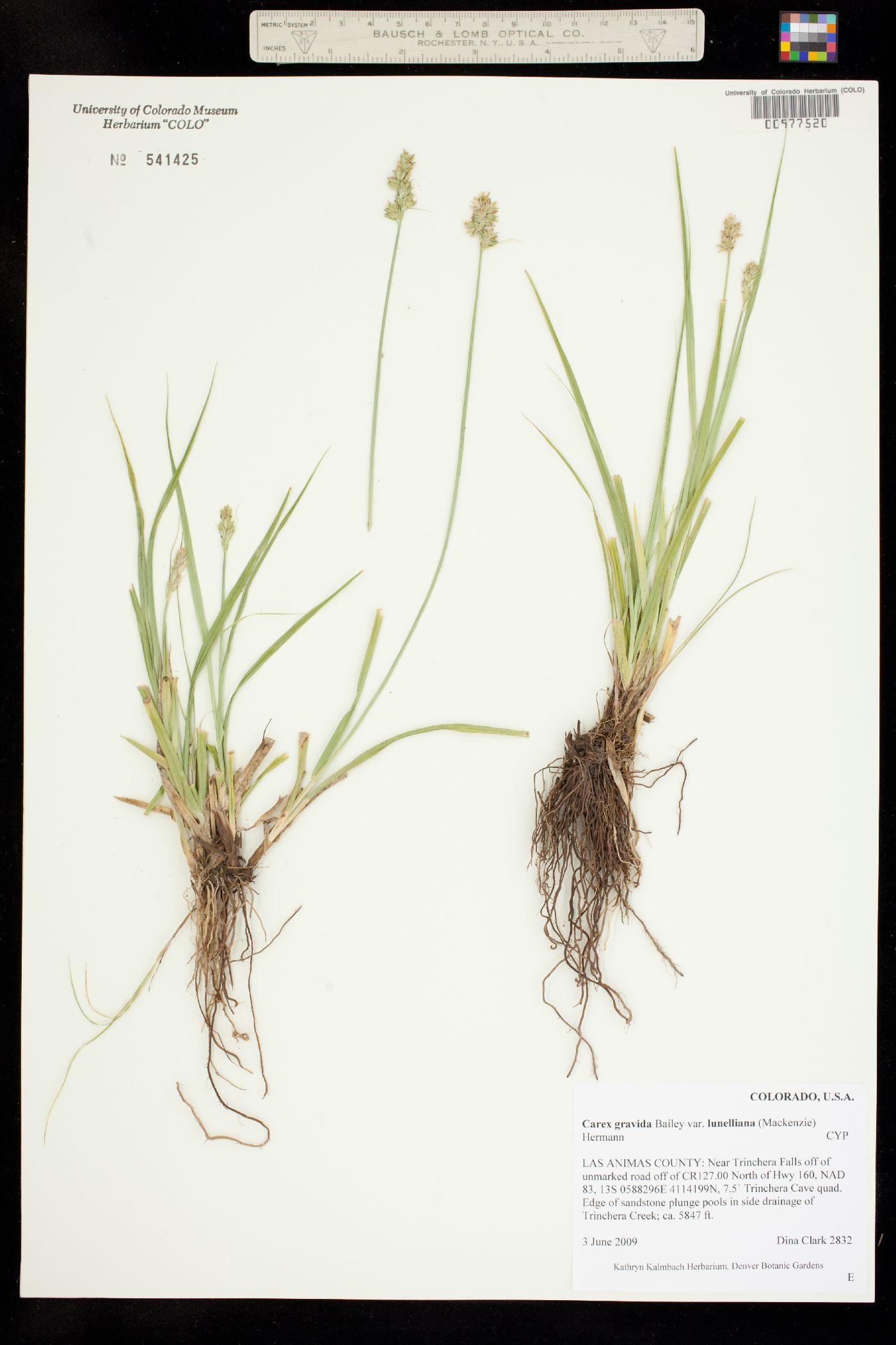 Carex gravida image