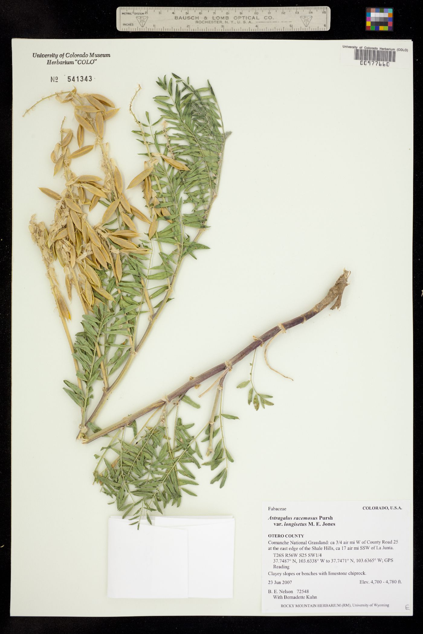 Astragalus racemosus var. racemosus image