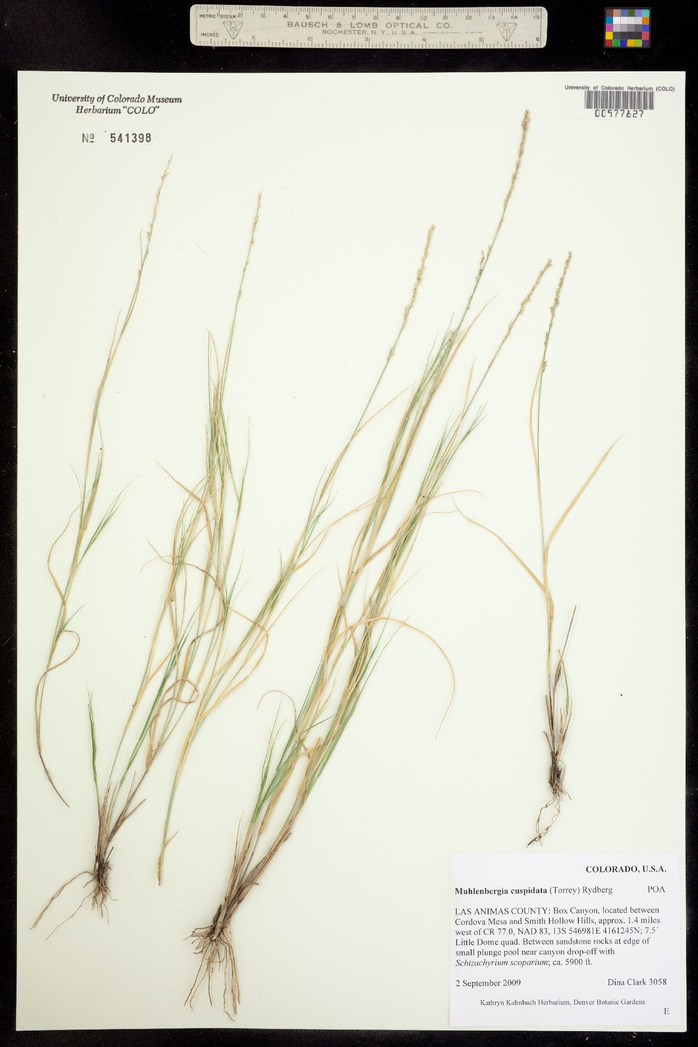 Muhlenbergia cuspidata image