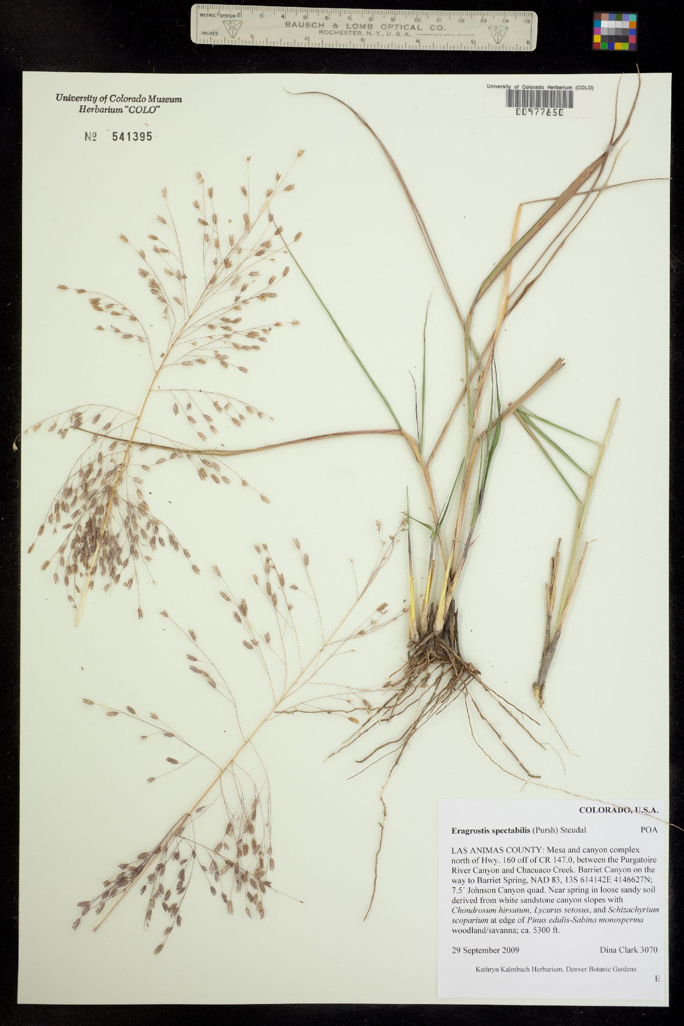 Eragrostis spectabilis image