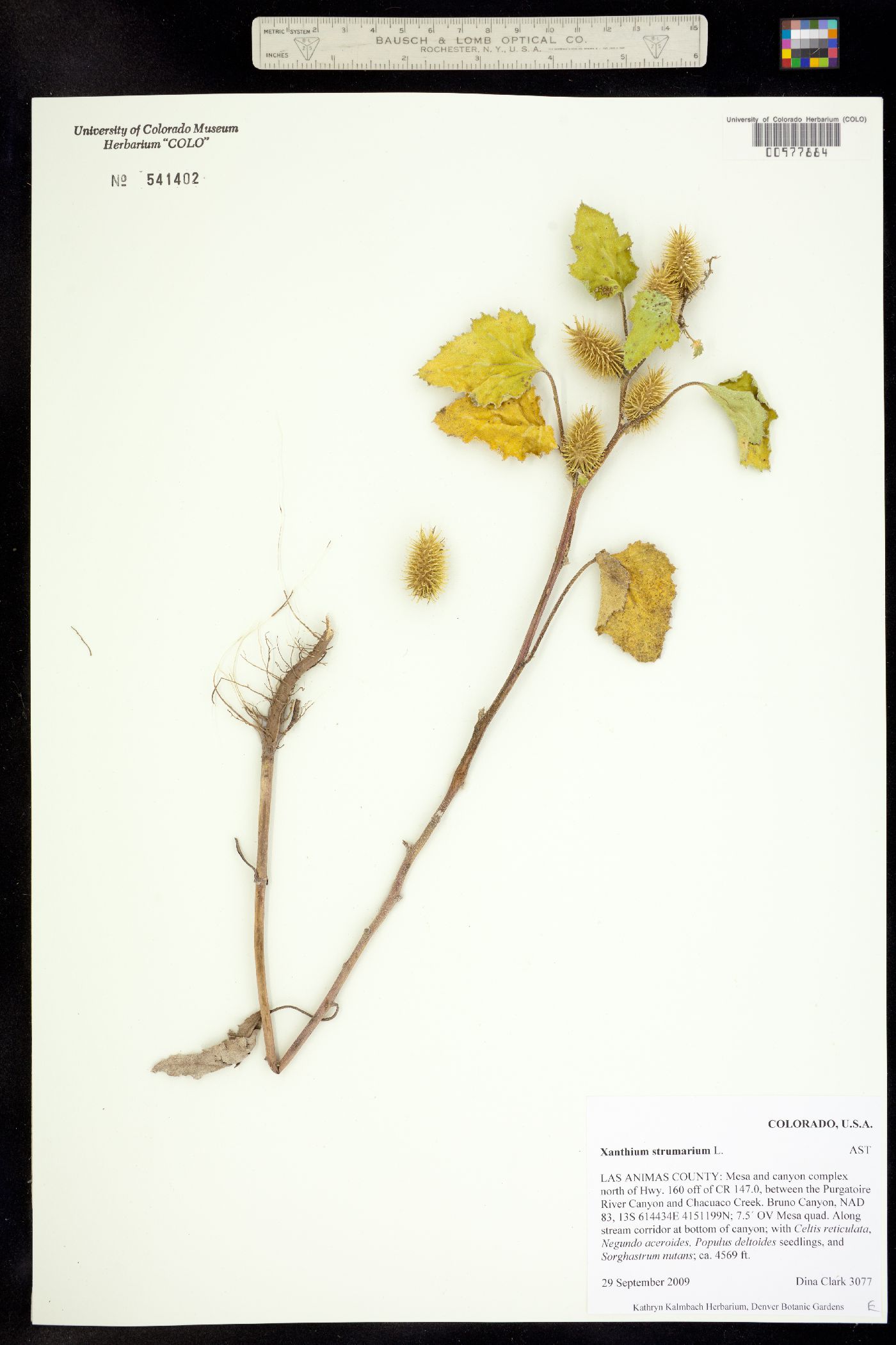 Xanthium strumarium image