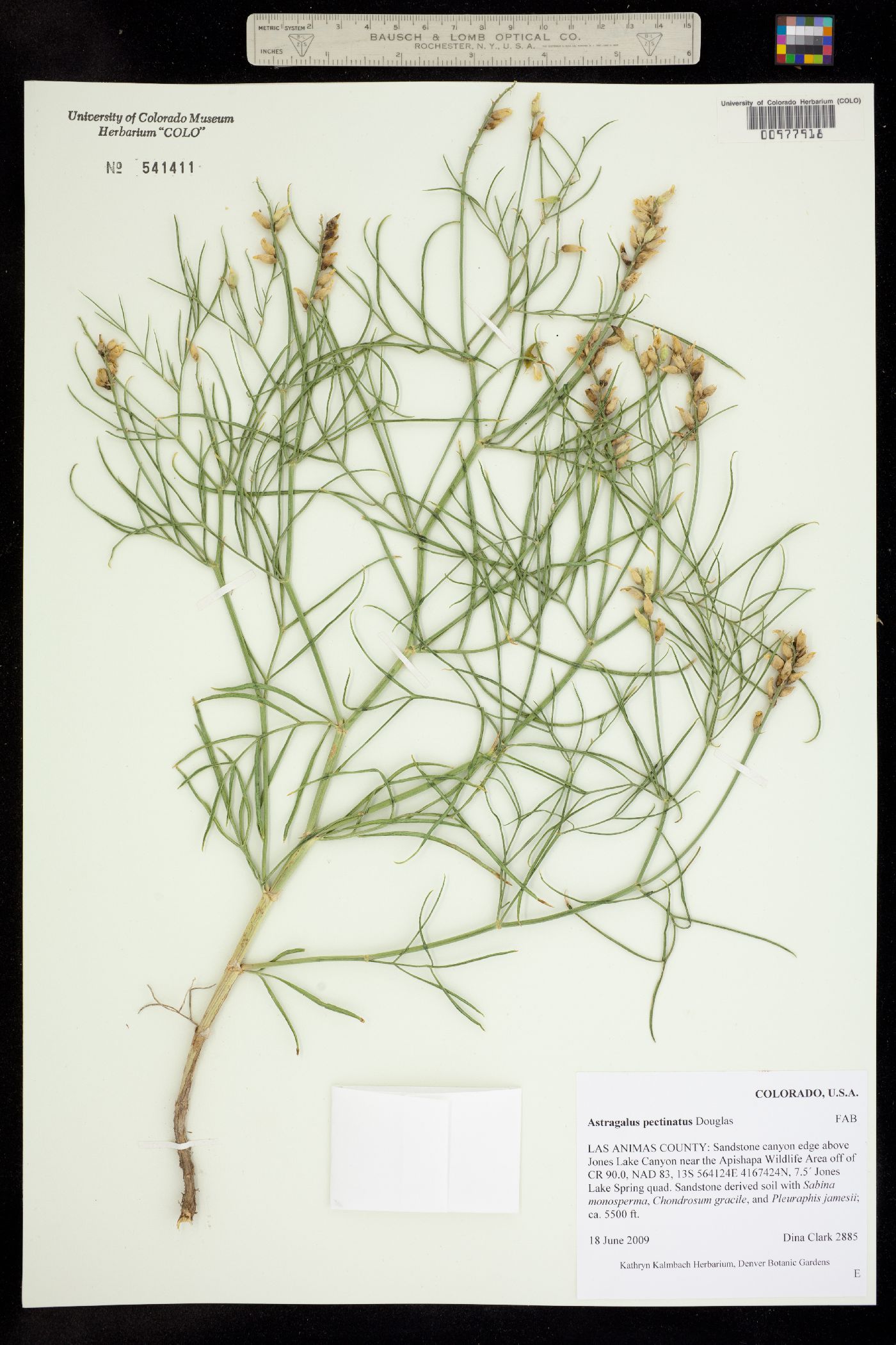 Astragalus pectinatus image
