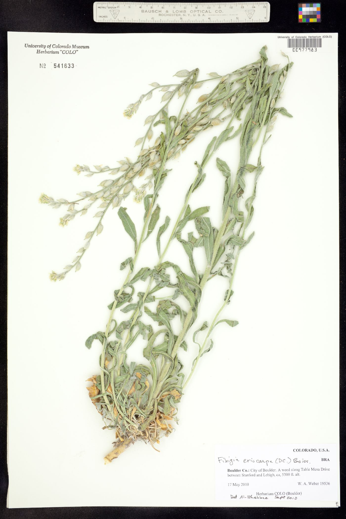 Fibigia eriocarpa image