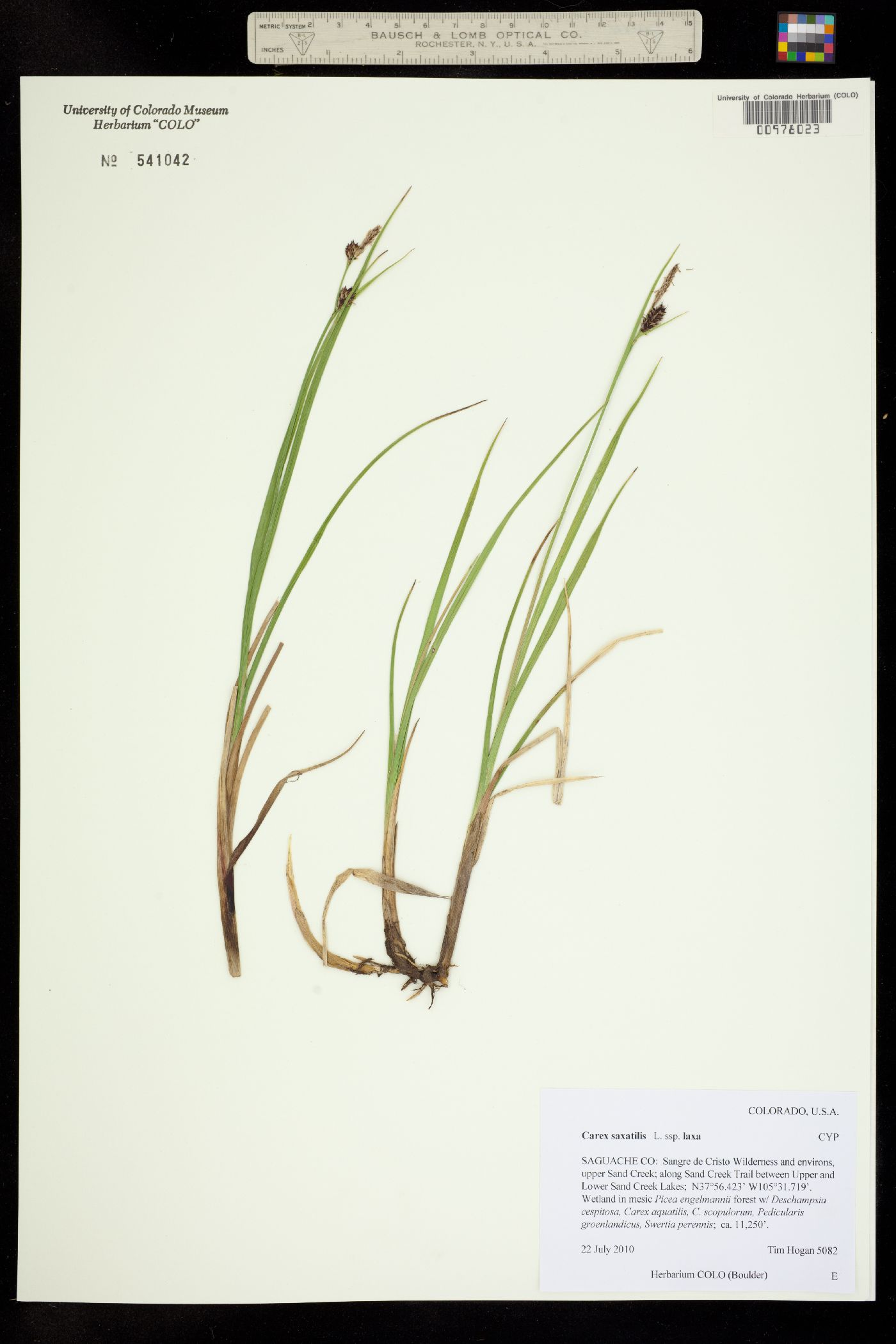 Carex saxatilis image