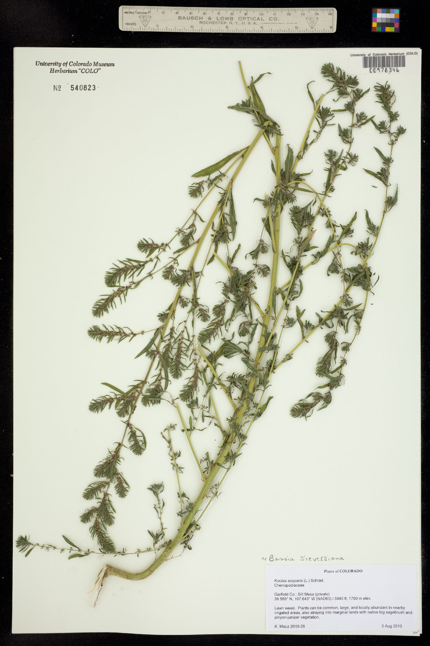 Kochia scoparia ssp. scoparia image