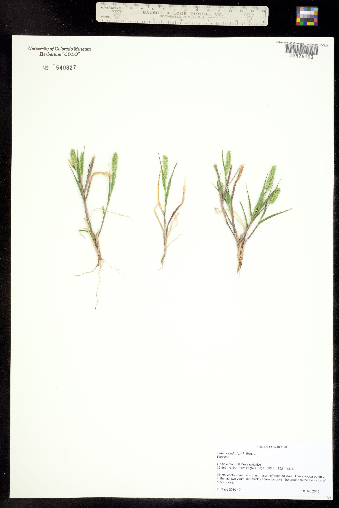 Setaria viridis image