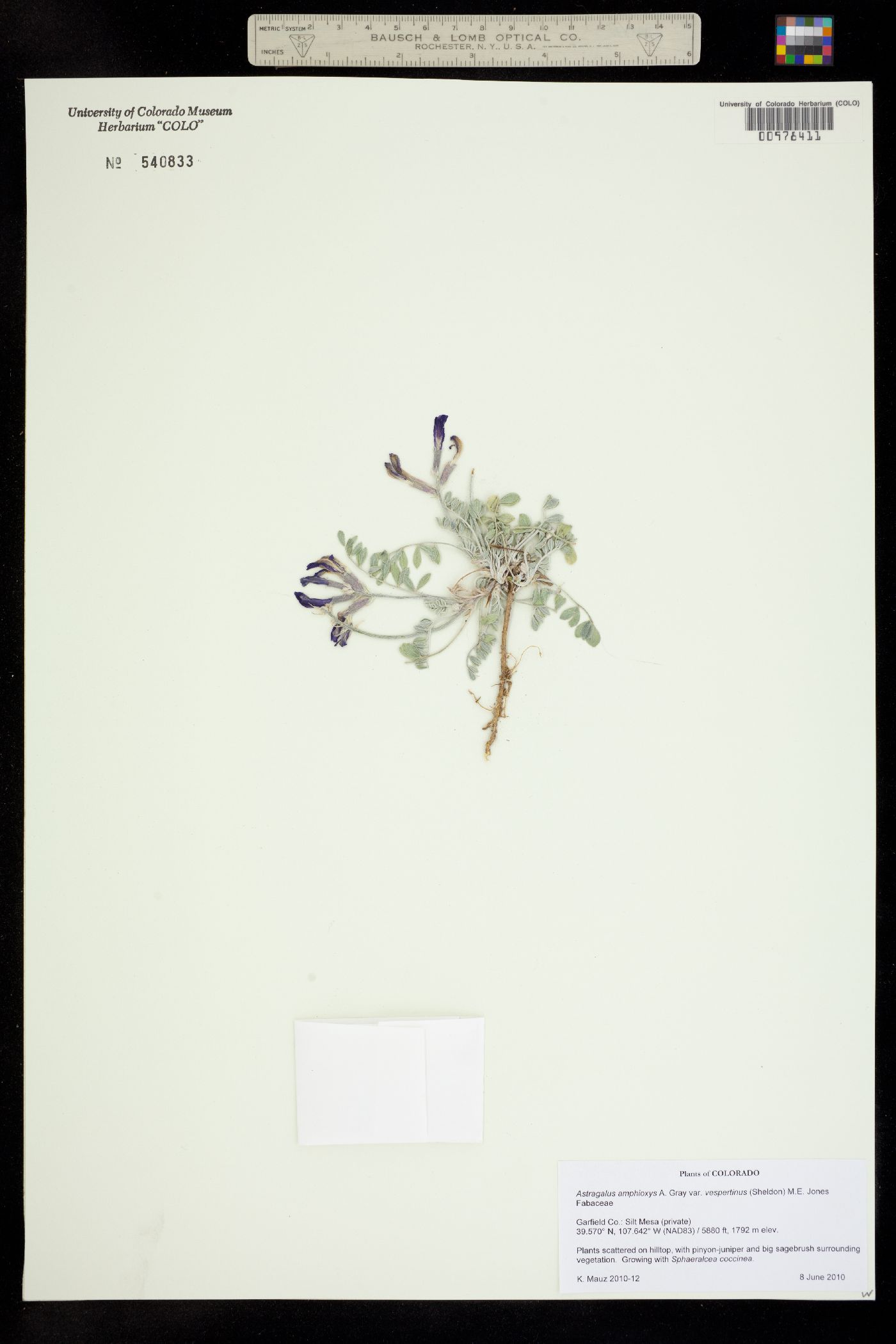Astragalus amphioxys image