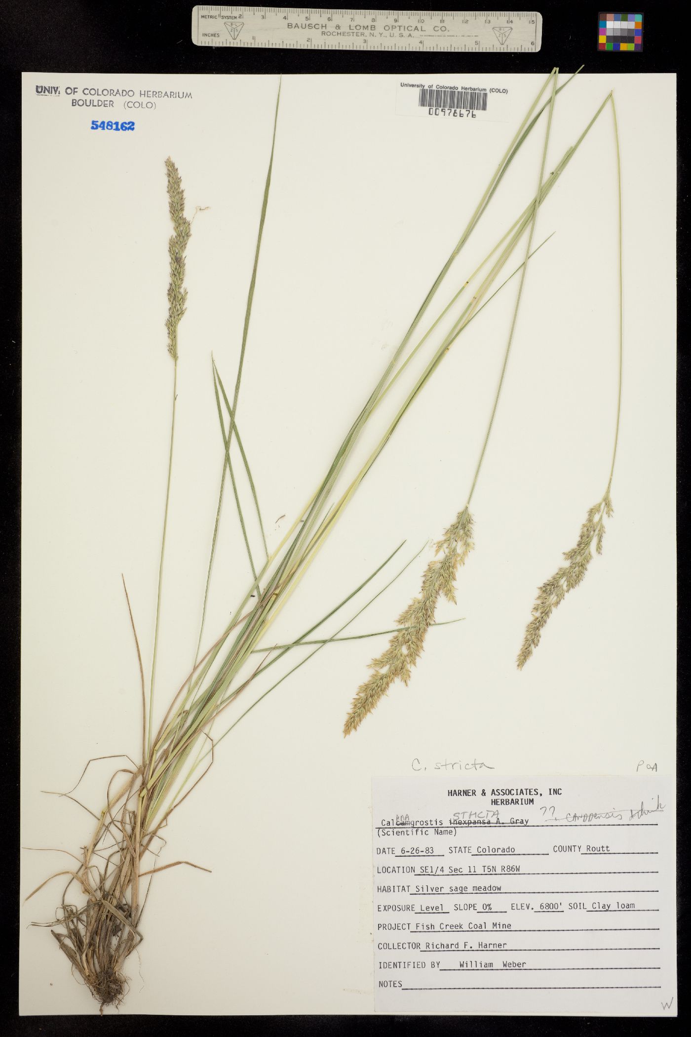 Calamagrostis stricta image