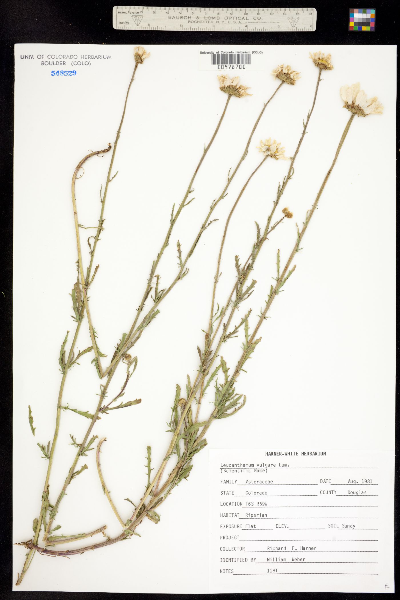 Leucanthemum vulgare image