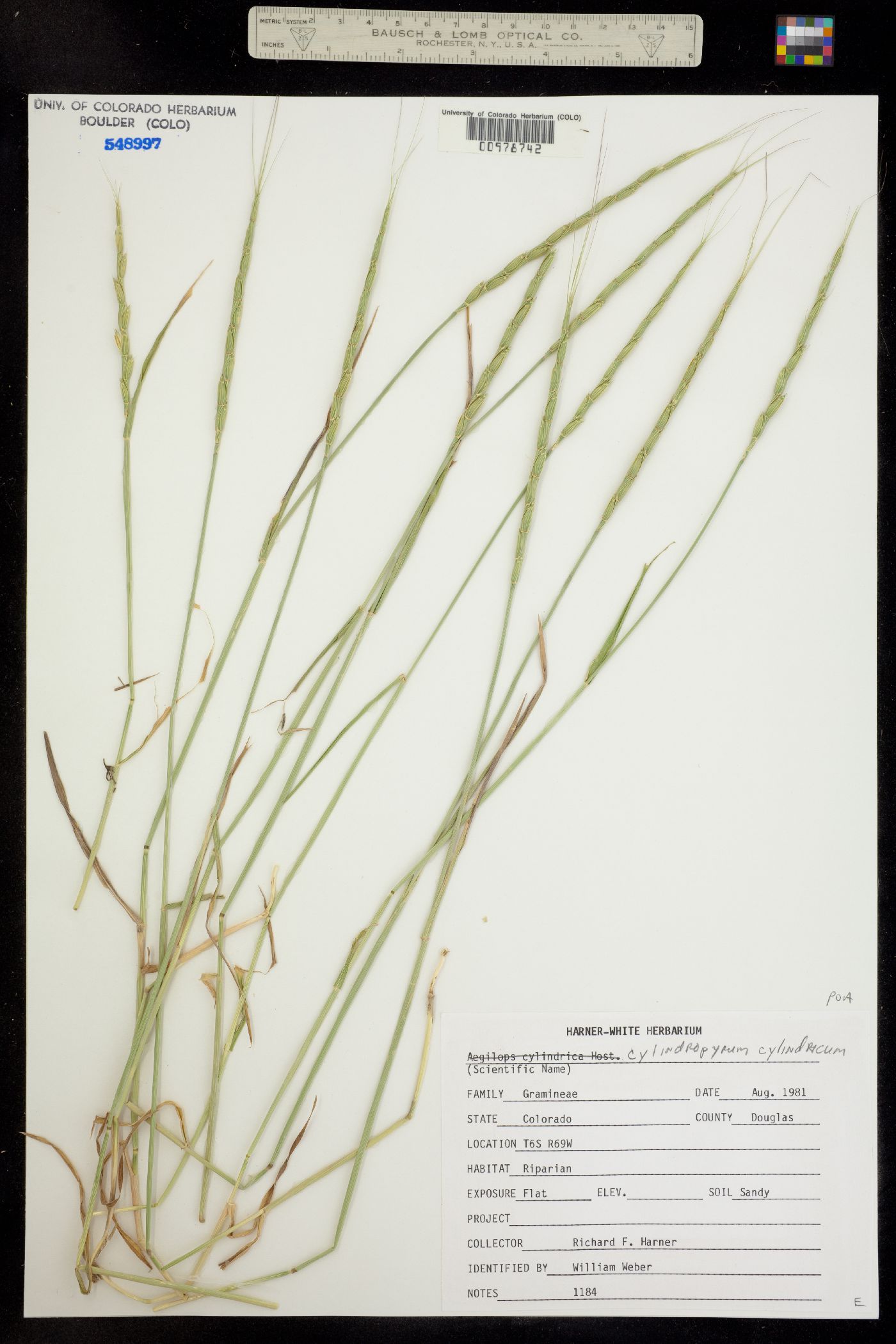 Aegilops cylindrica image