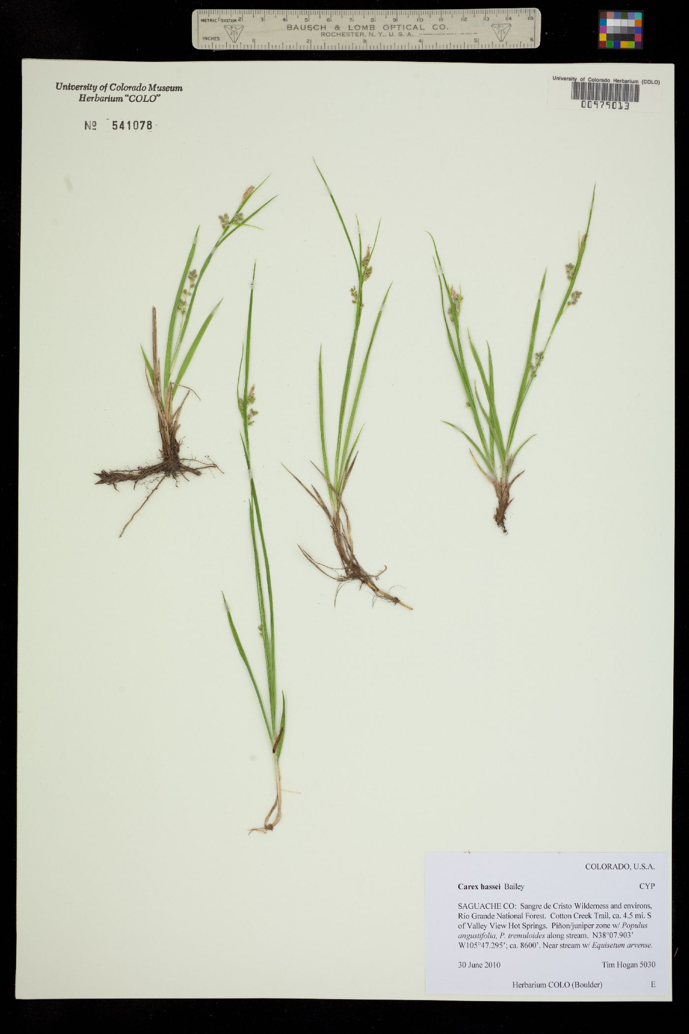 Carex hassei image