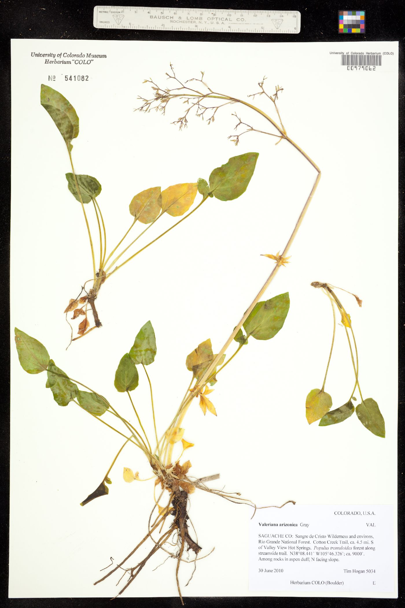 Valeriana arizonica image