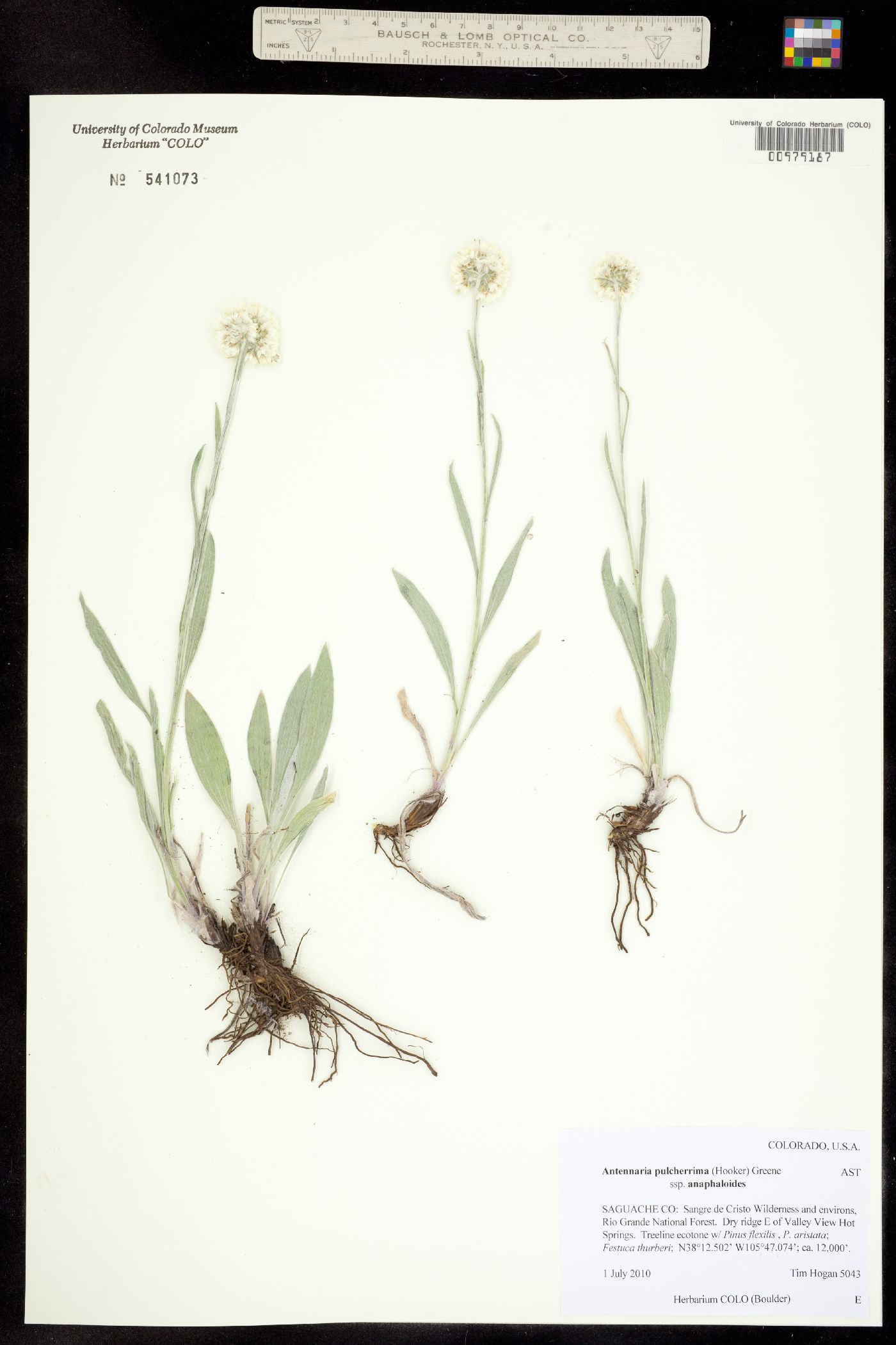 Antennaria pulcherrima image
