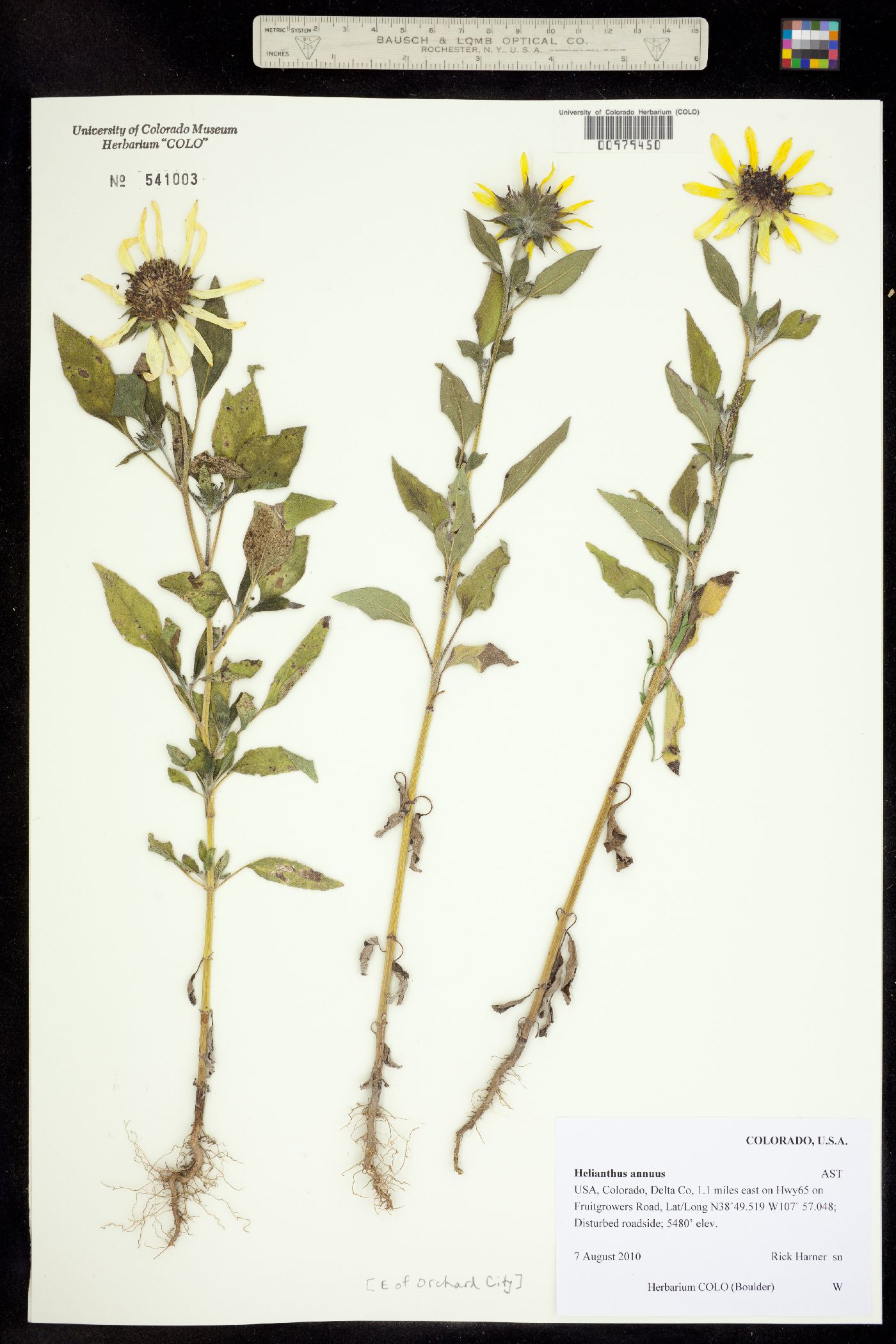 Helianthus annuus image